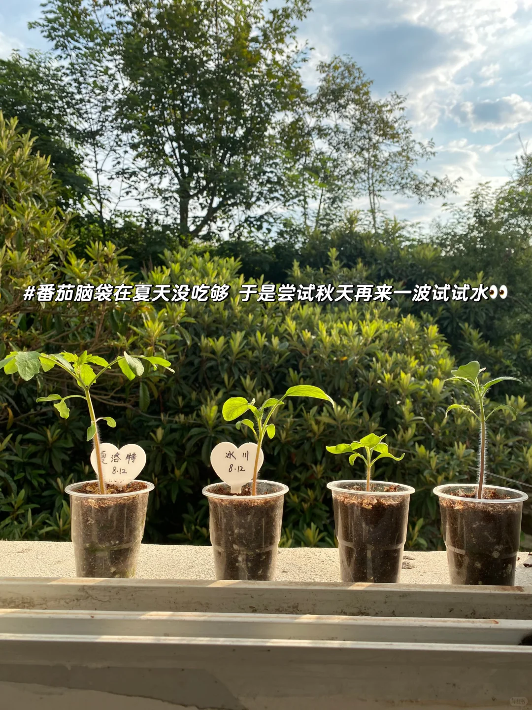 秋播种植记｜报告 秋播的序幕已在8月拉开～?