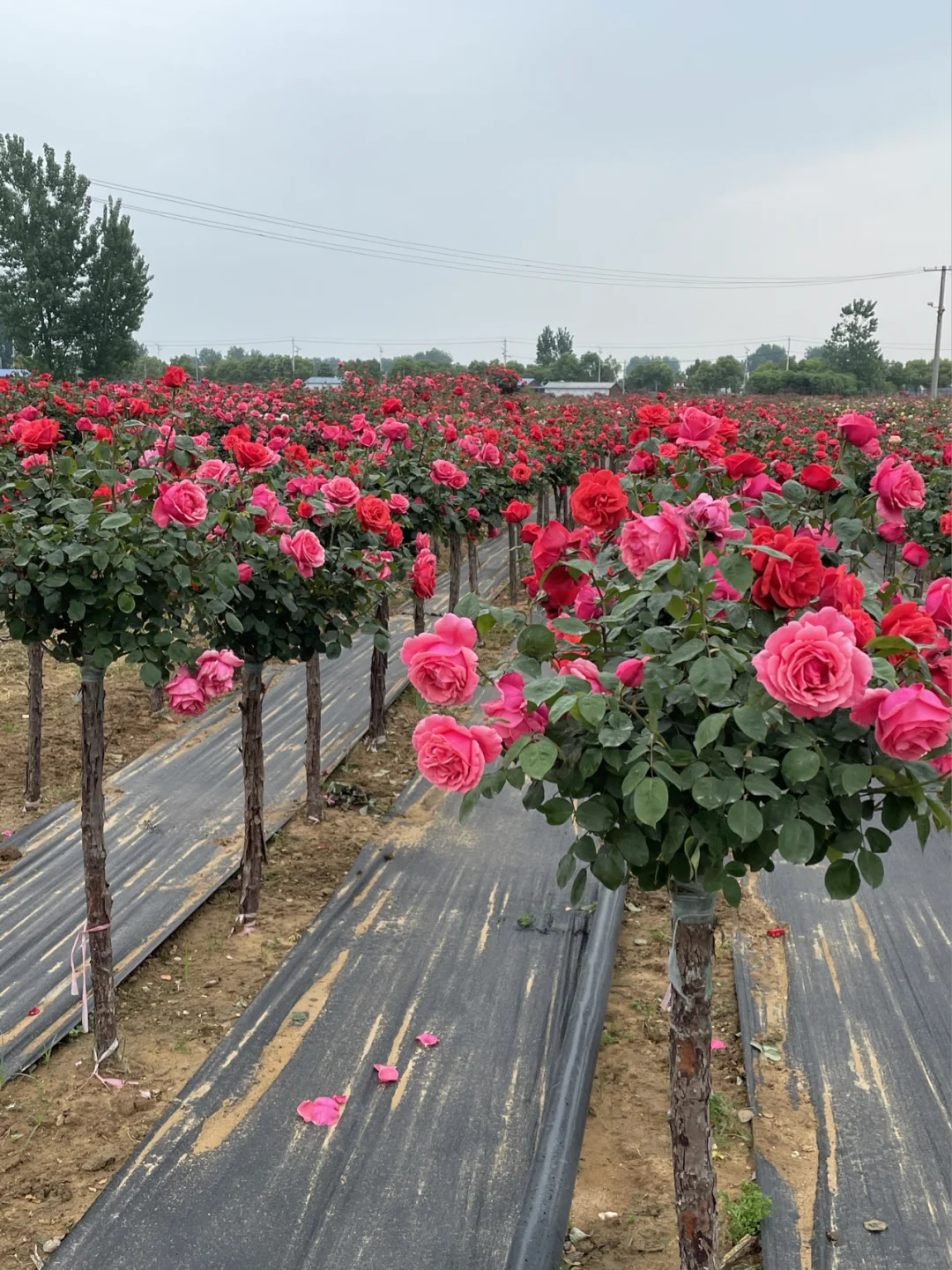 国月大花浓香型，山木香嫁接树桩月季