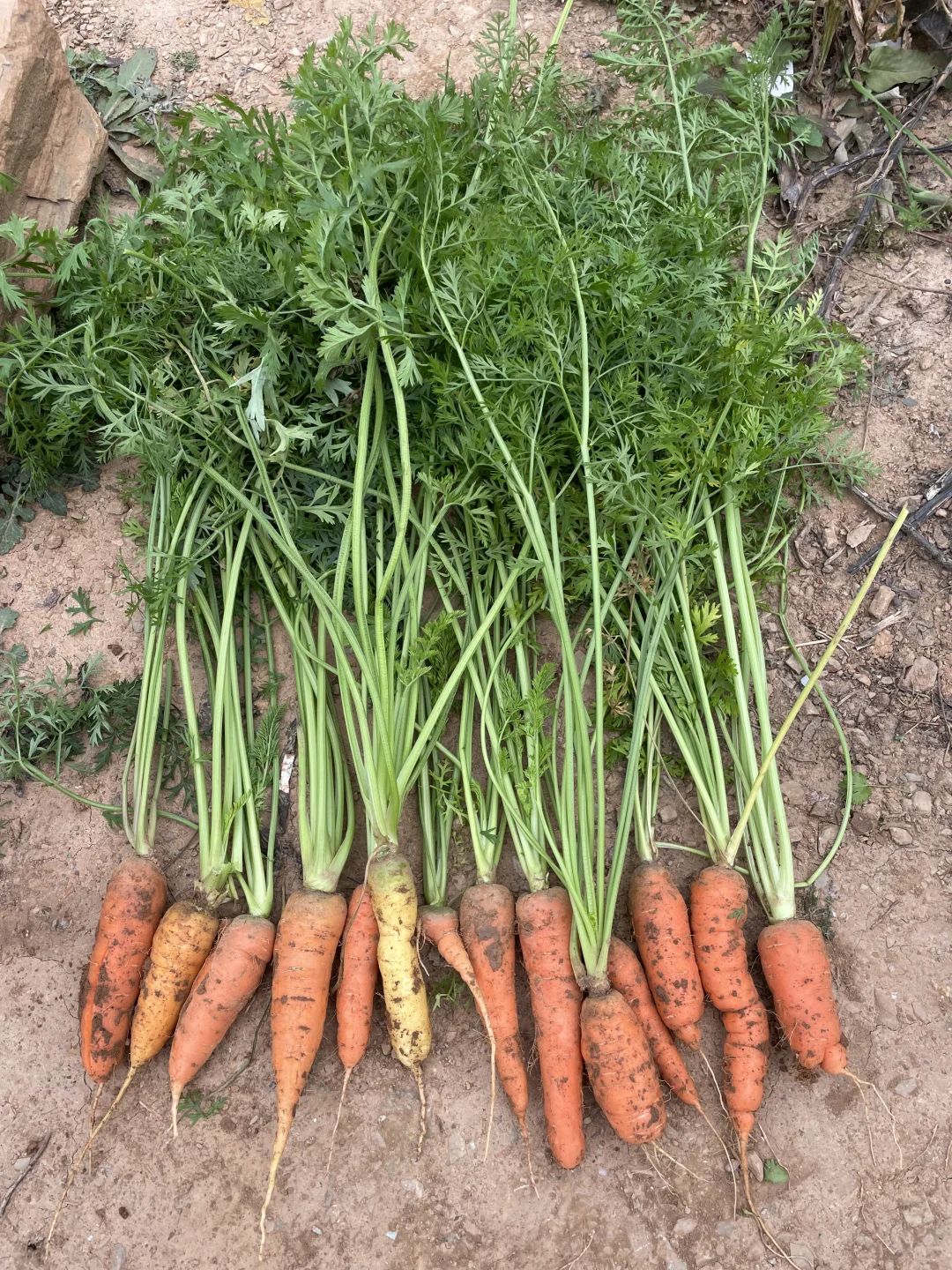 深秋的菜园子！