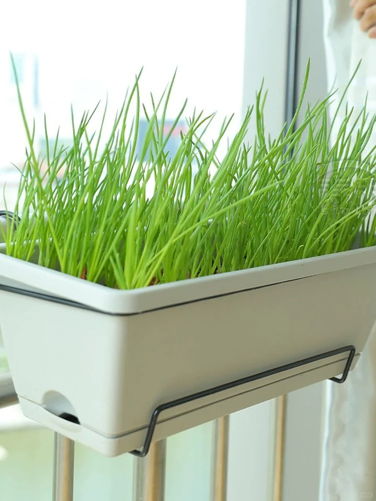 天冷也不怕，这7种绿叶菜现在种正当时！