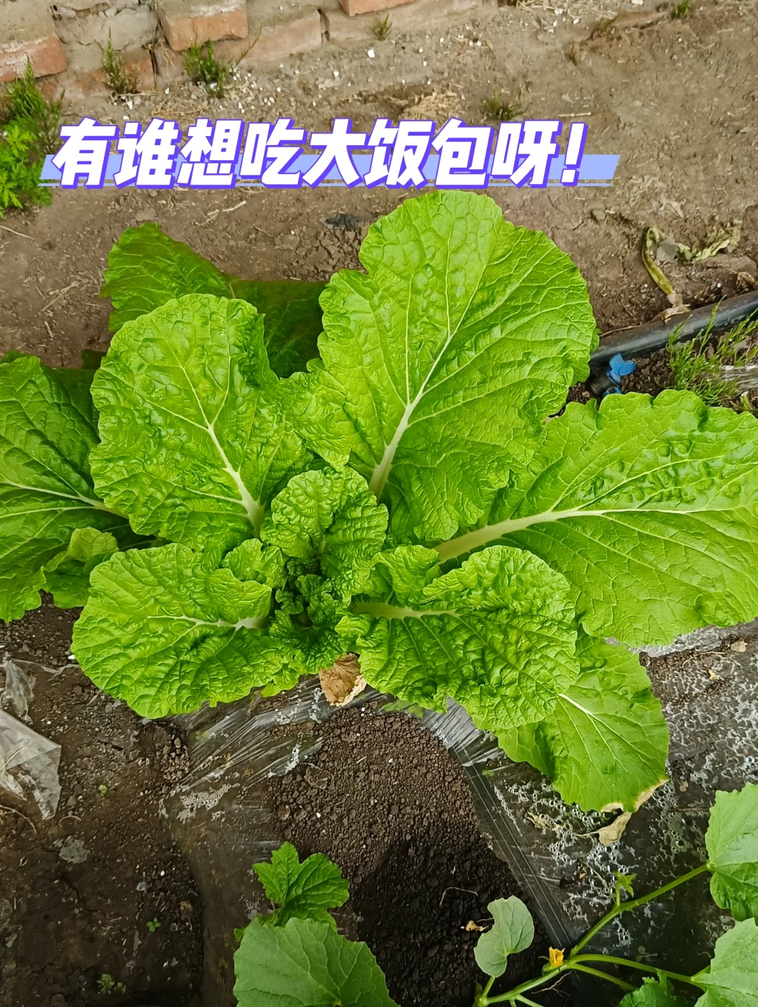 00后男大逃离江浙沪决定振兴东北回村种田？