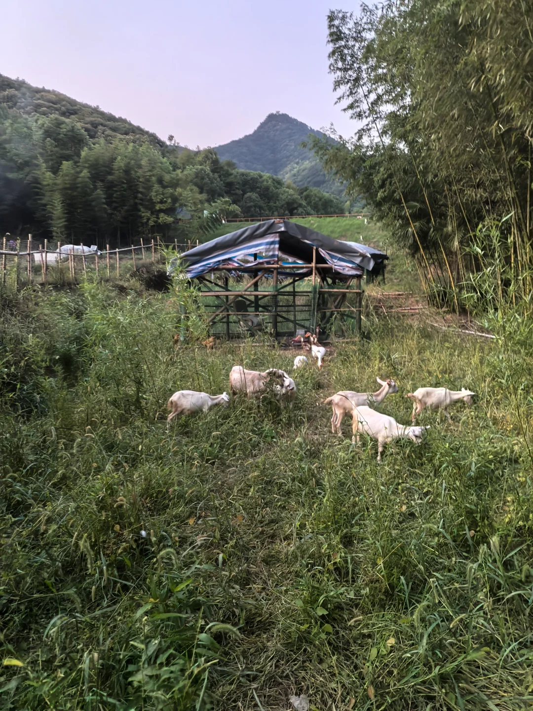 建一个小型农场需要多少费用？