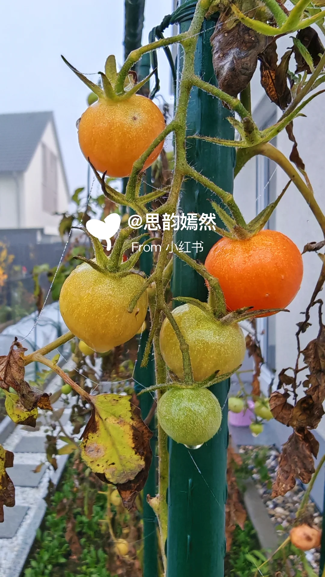 ??德国冬季蔬菜种植与暖棚的使用