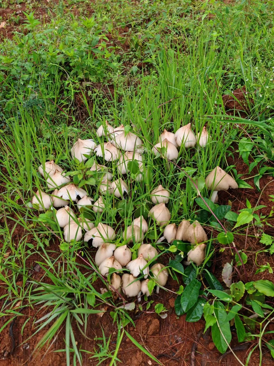 这些年种植菌类的心酸与苦辣，只有其中人懂