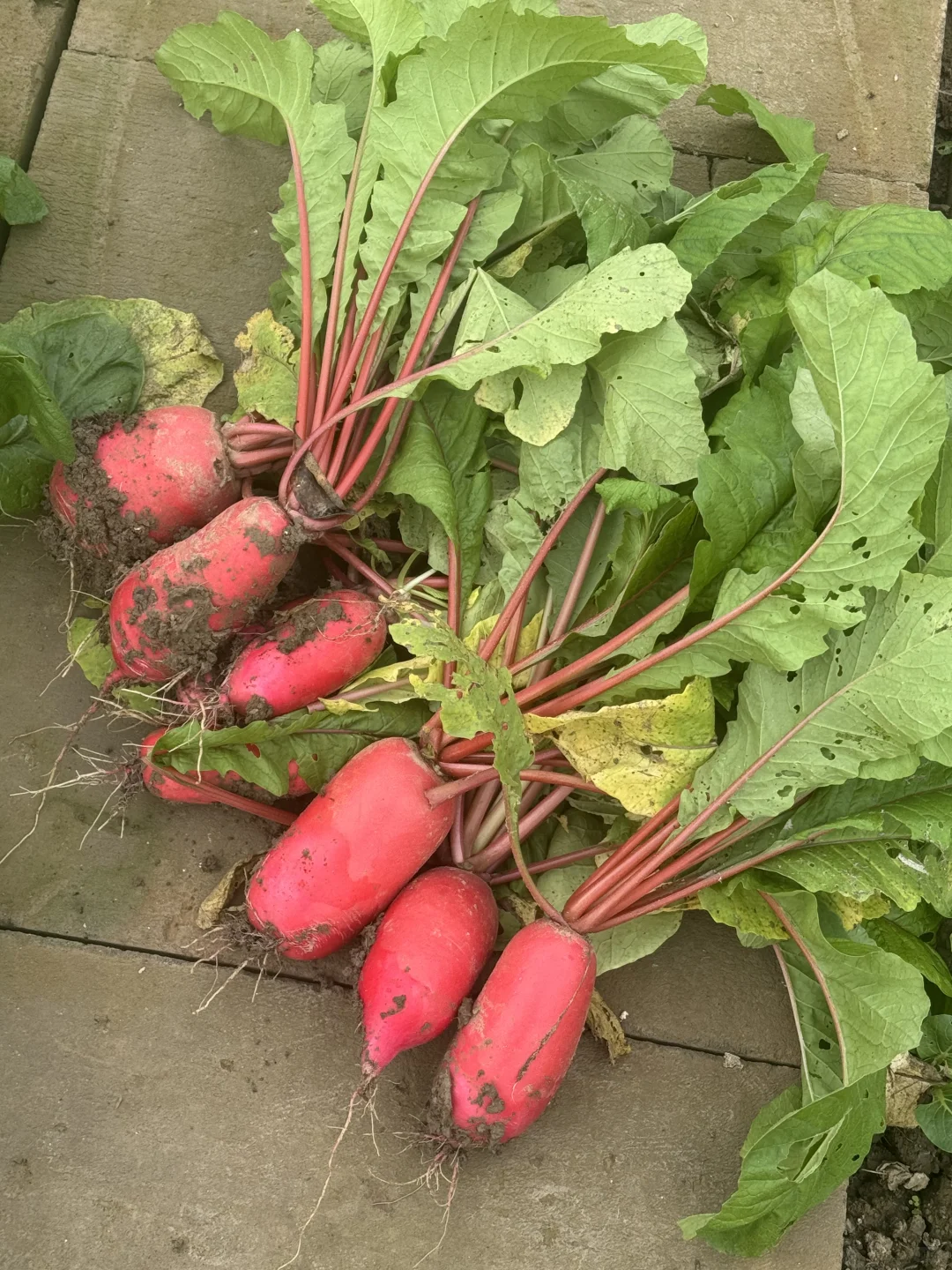 今天的快乐是萝卜给的??