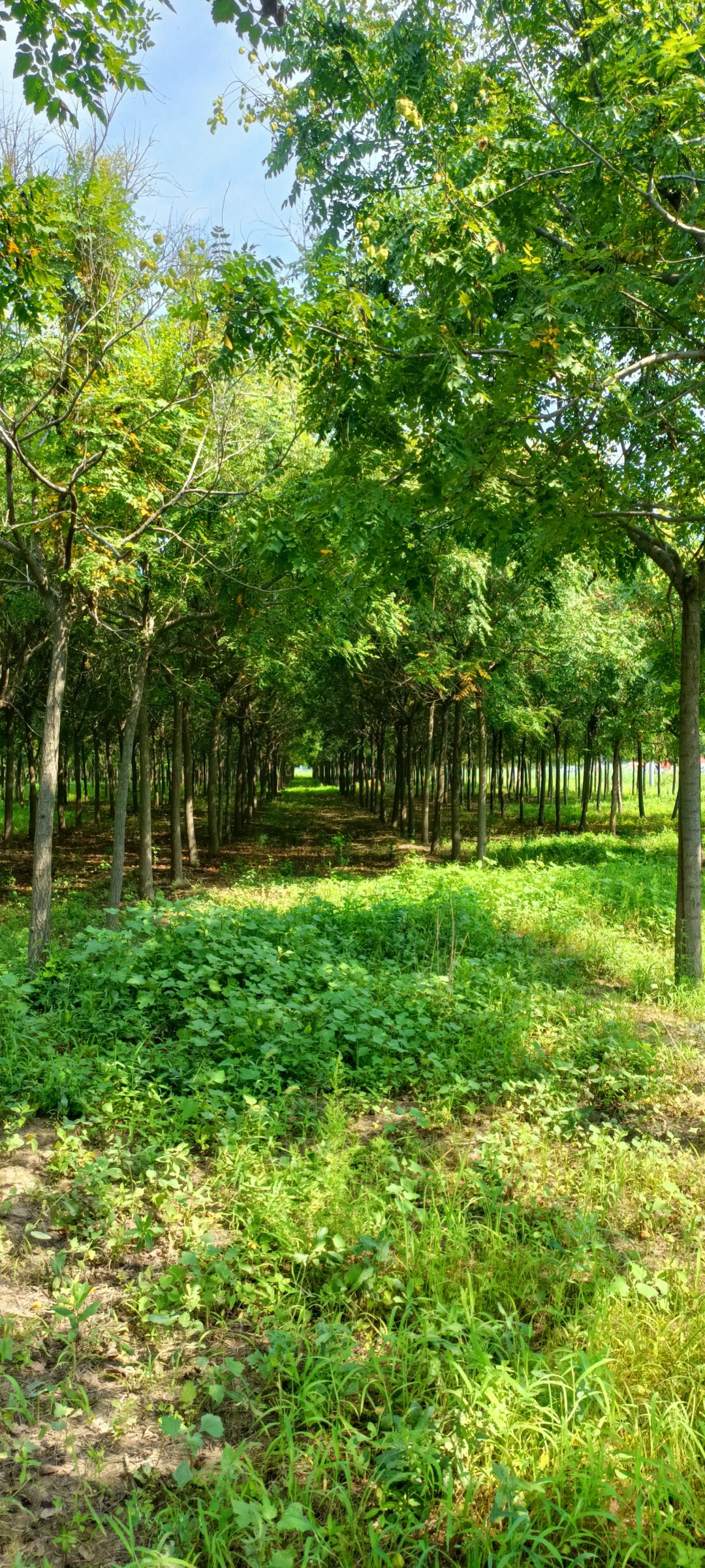 千亩绿化树，绿化苗木