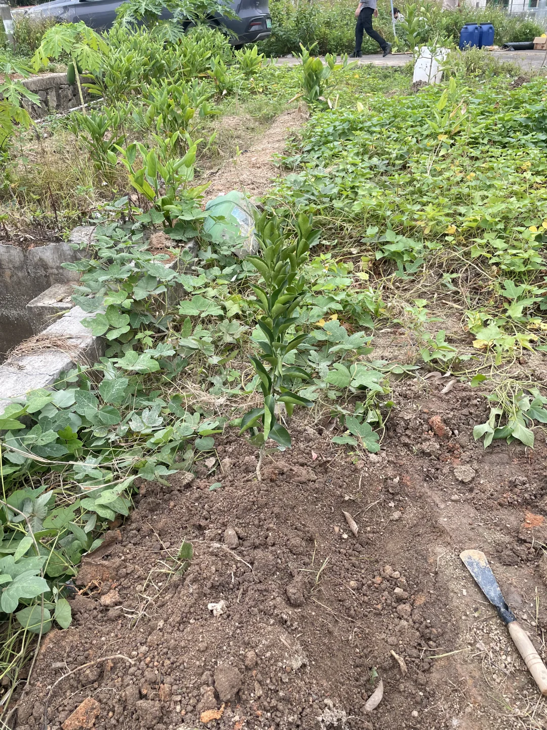 新买的砂糖桔树苗到了