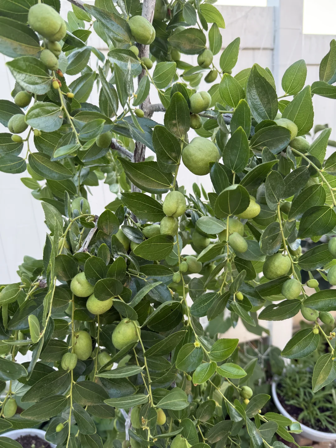 小小菜园 种满蔬果