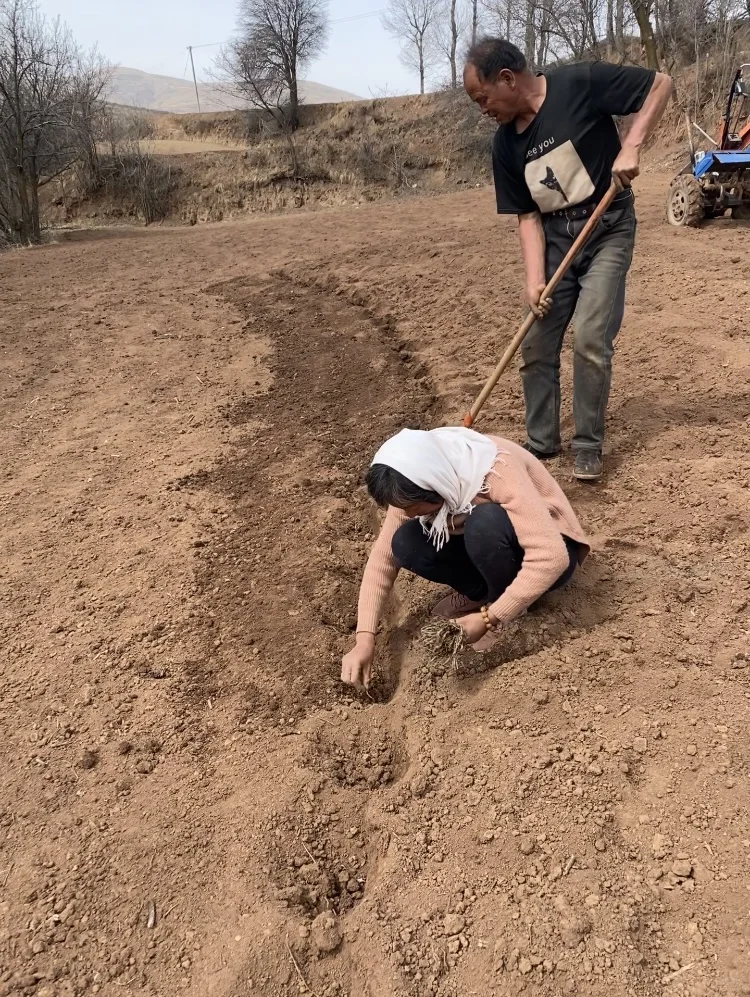 放弃城市offer,回到甘肃农村种药材？