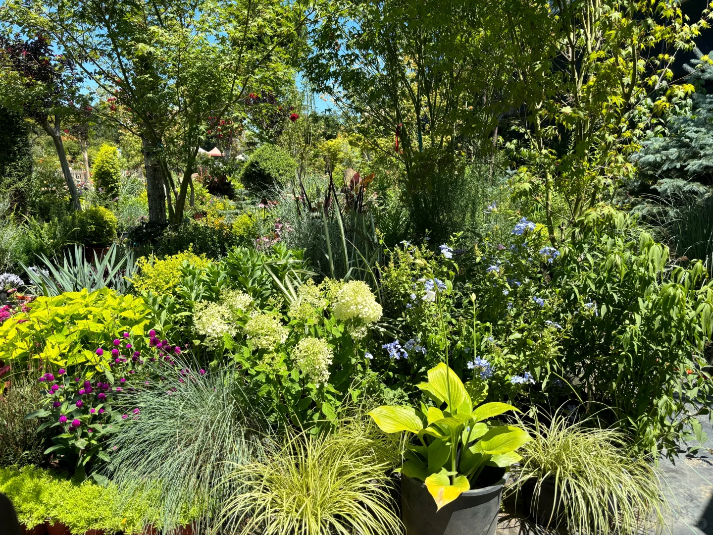 考察|藏在顺义的宝藏植物基地?