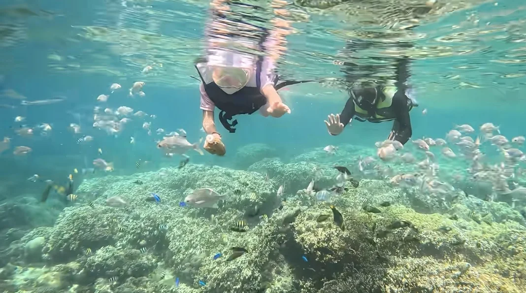 三亚西岛水下摄影！只要98