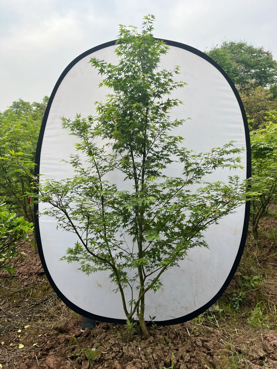 丛生鸡爪槭现状