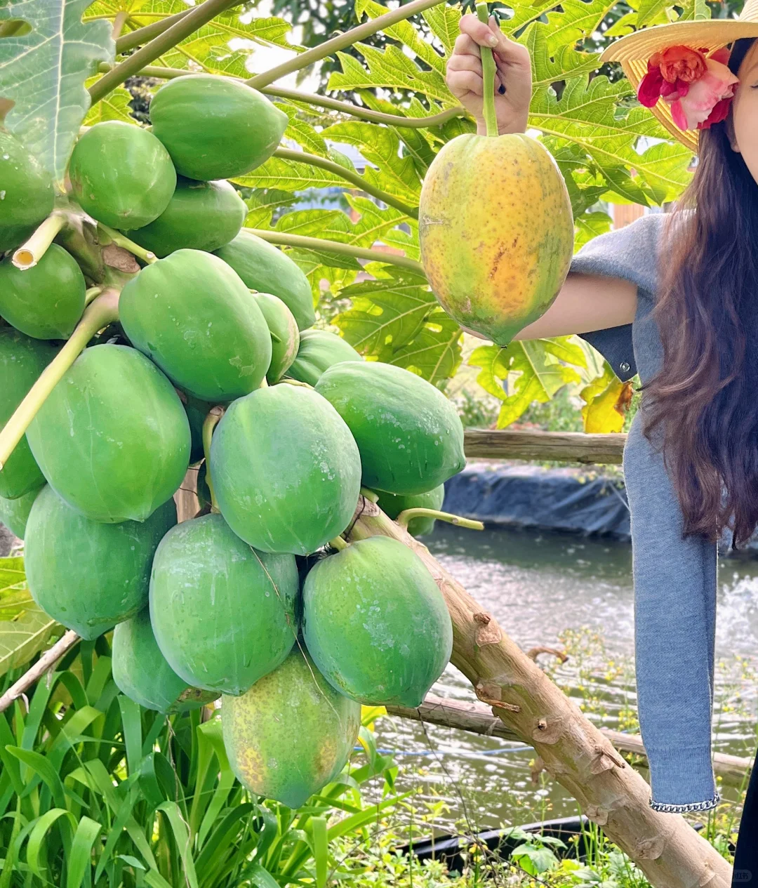 28岁不上班，在中山包了200亩地种菜?