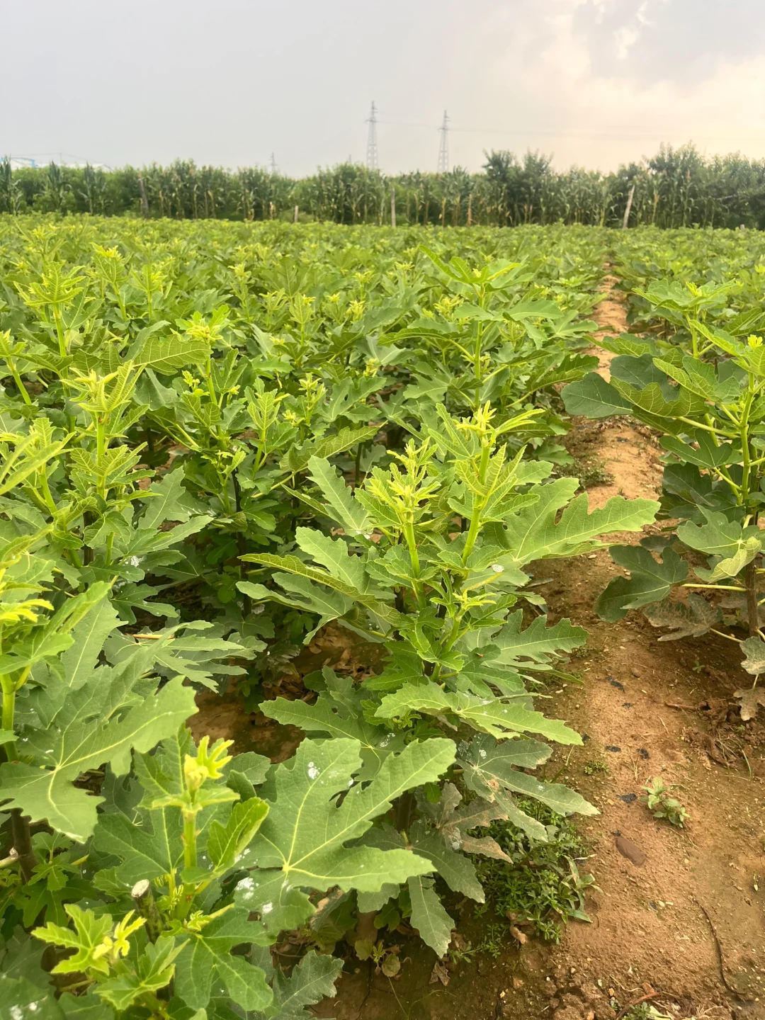 无花果树苗无花果苗