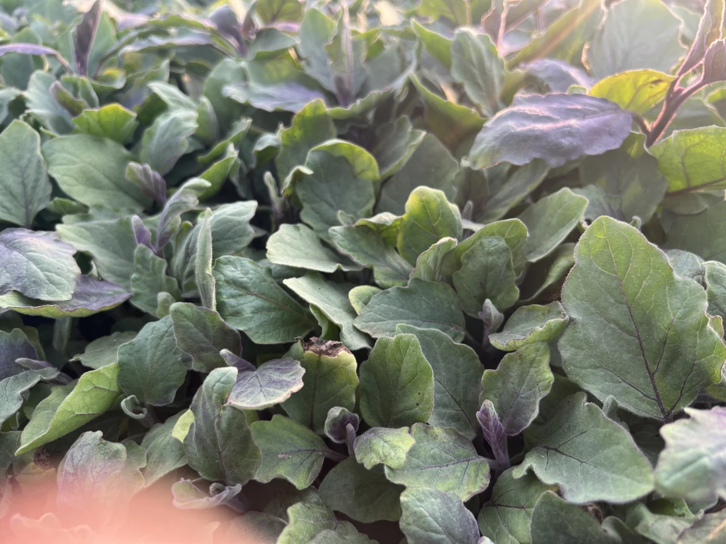 蔬菜大棚里的菜苗