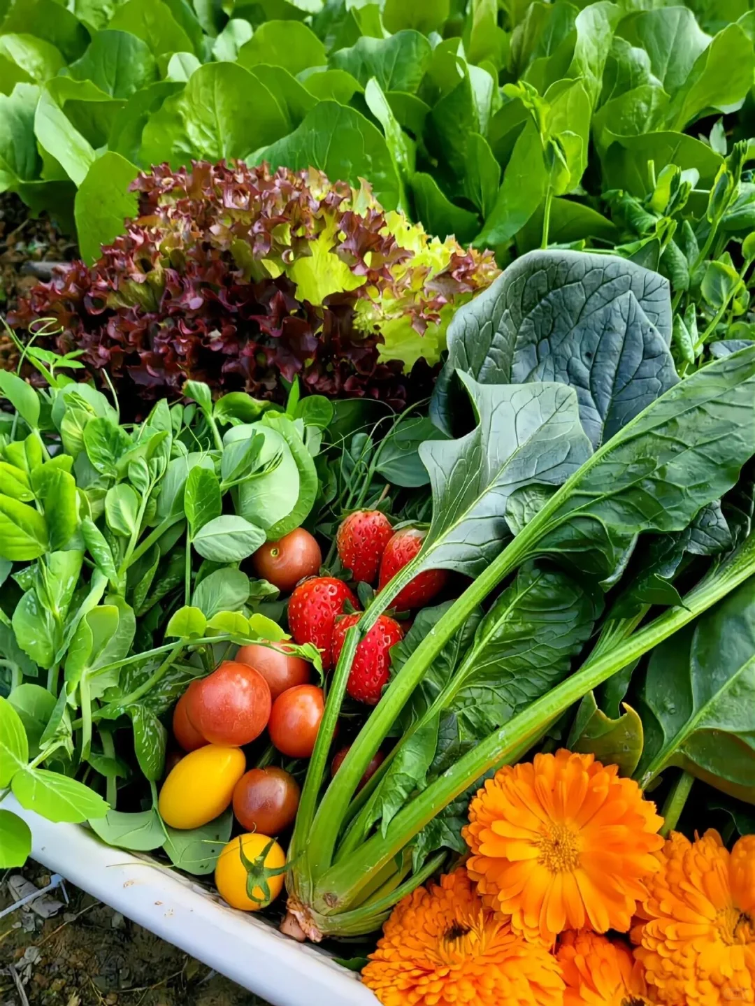 逃离内卷，来当“城市农夫”