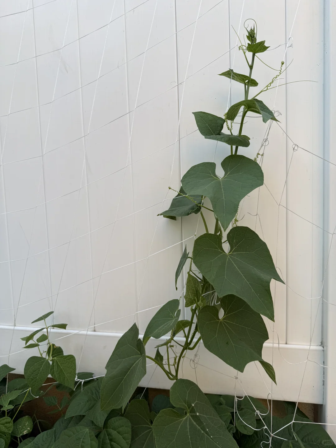 小小菜园 种满蔬果