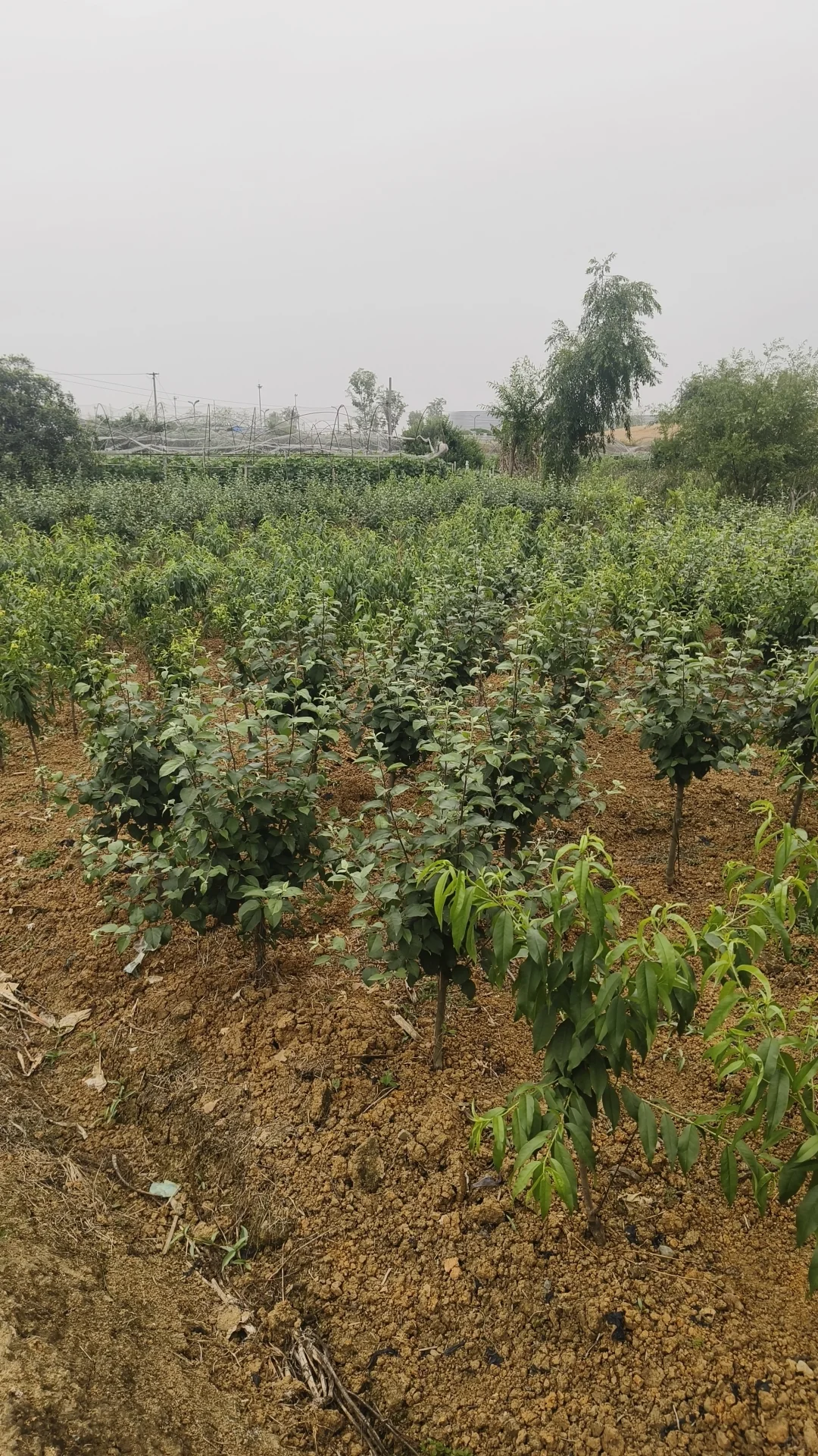 成都市龙泉驿区果树苗圃基地