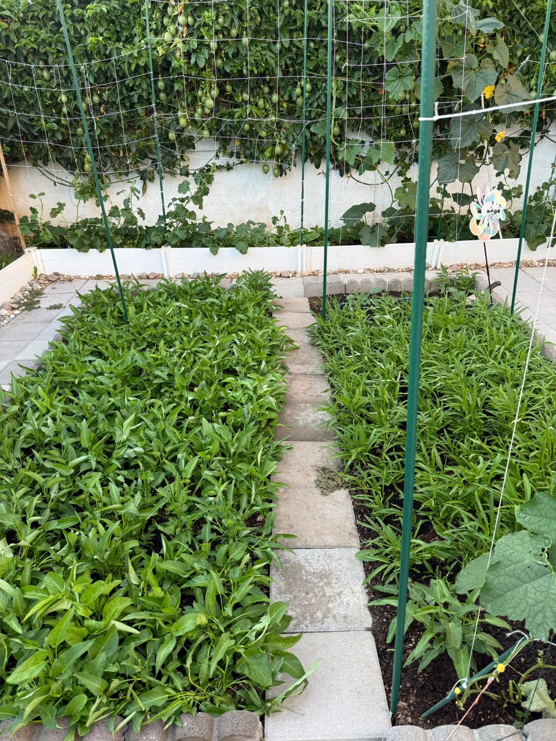 小小菜园 种满蔬果