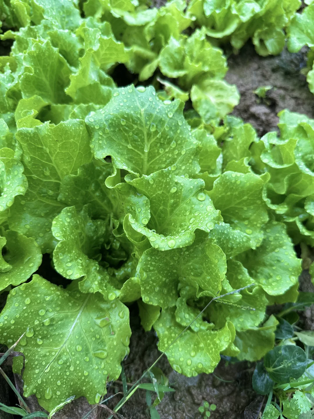 雨中的菜地 太治愈