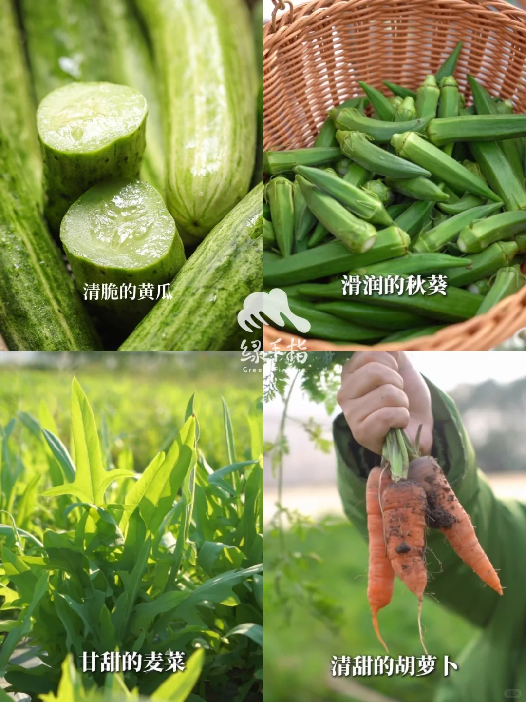 农场菜菜丰产预报