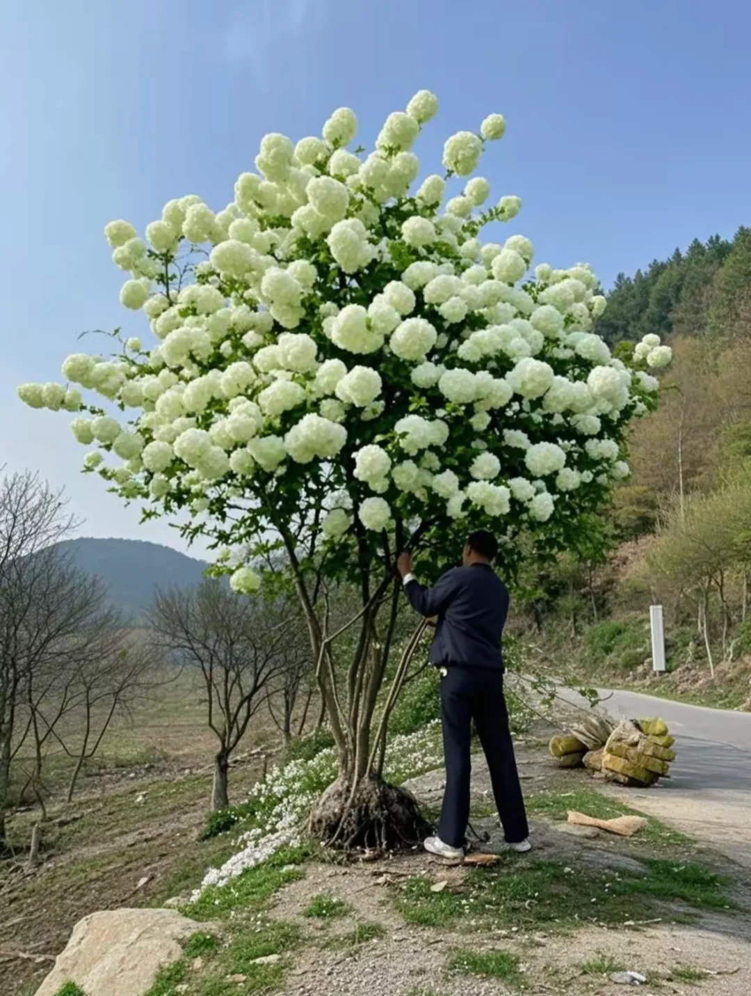 木绣球古树地景，最好的资源