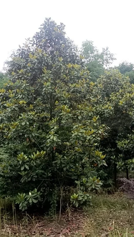 成都苗木基地 本地草花灌木批发，可施工