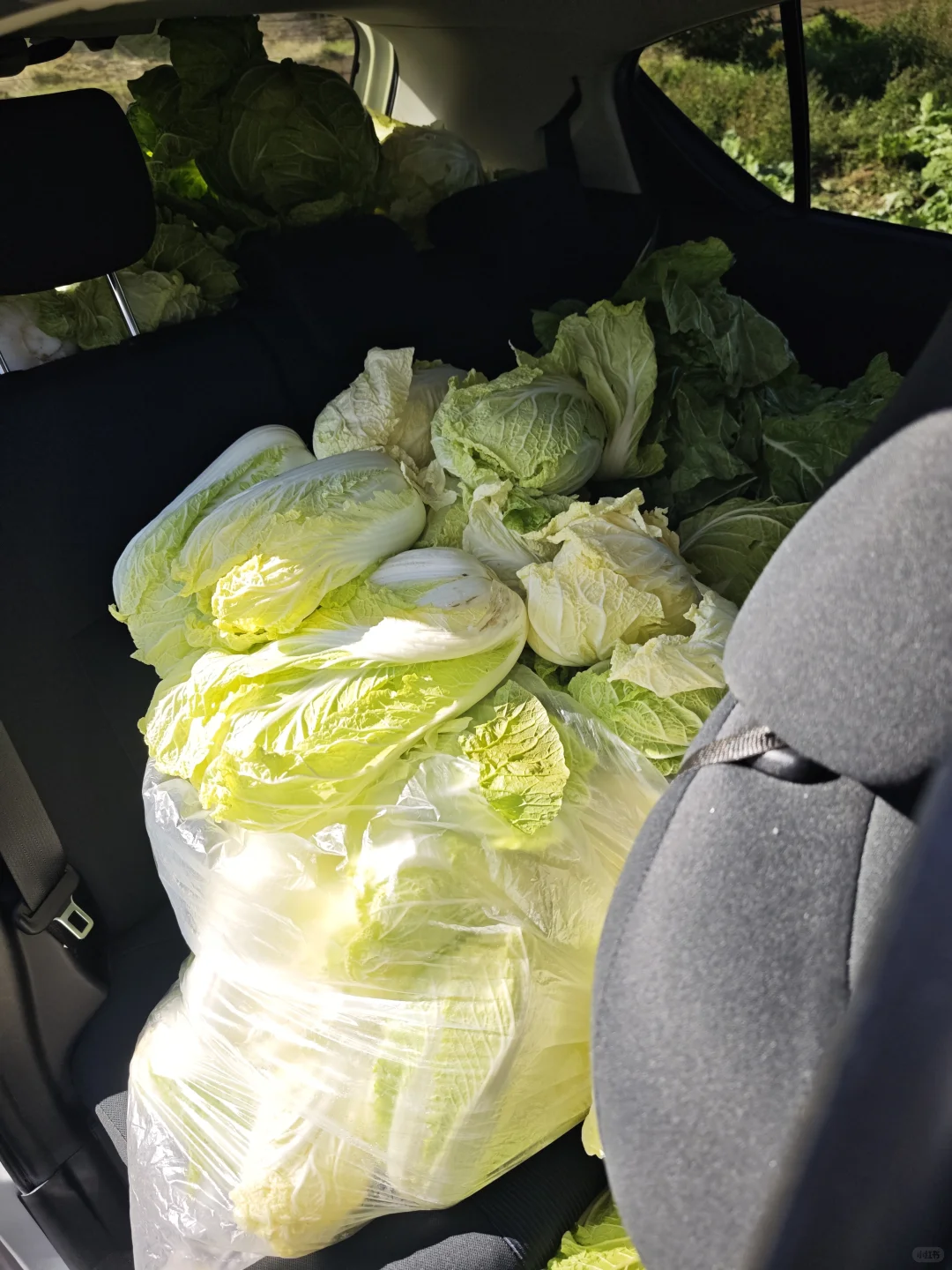 每周末从东京到千叶去自采蔬菜!