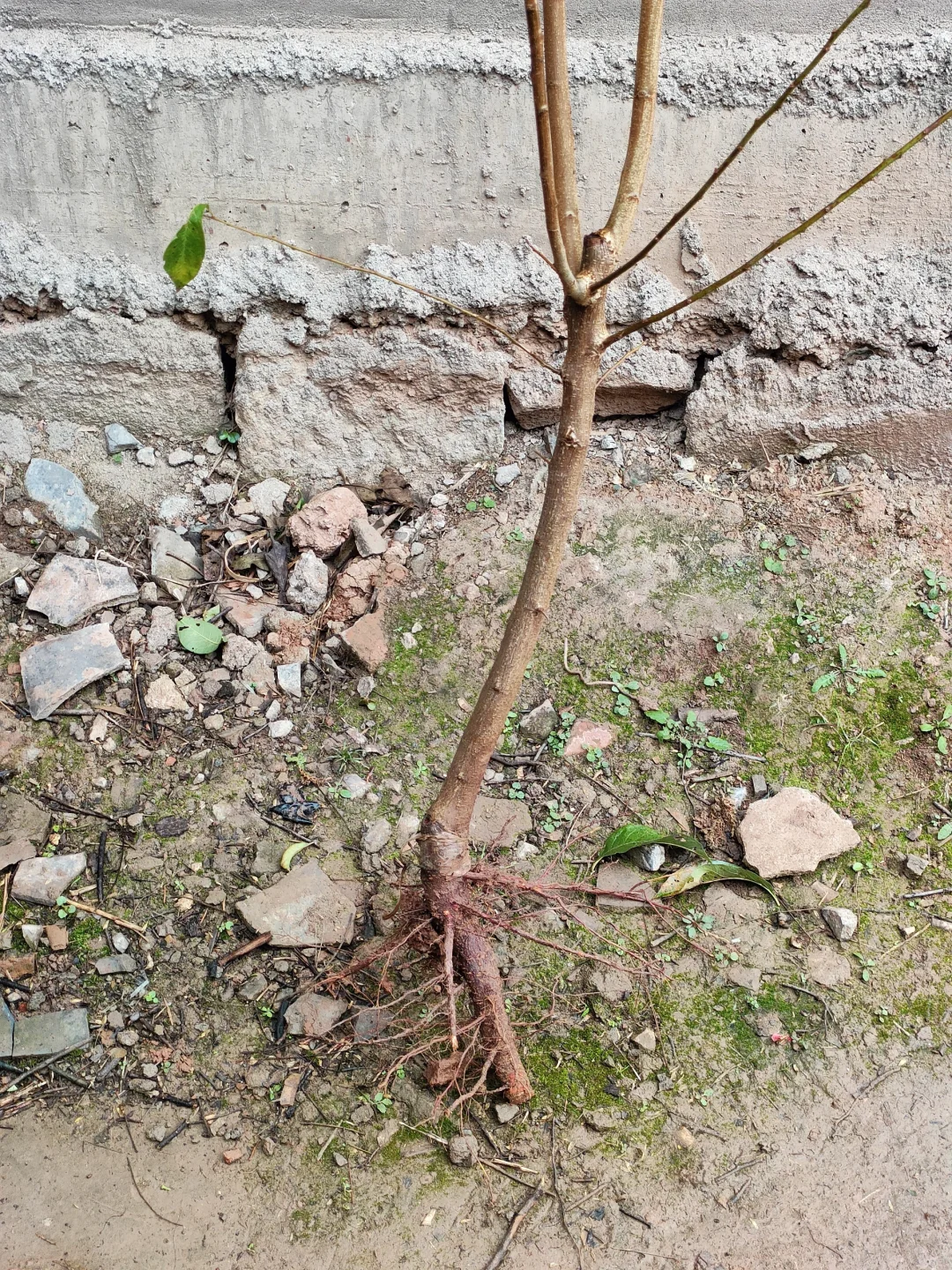 自己的李子树苗