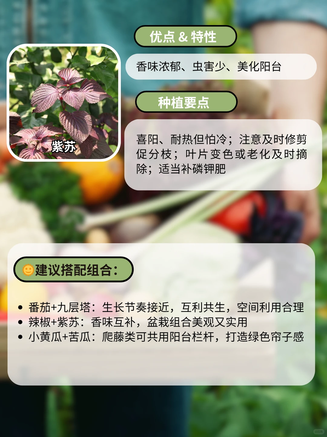这9种阳台好养瓜果蔬菜，别错过啦~