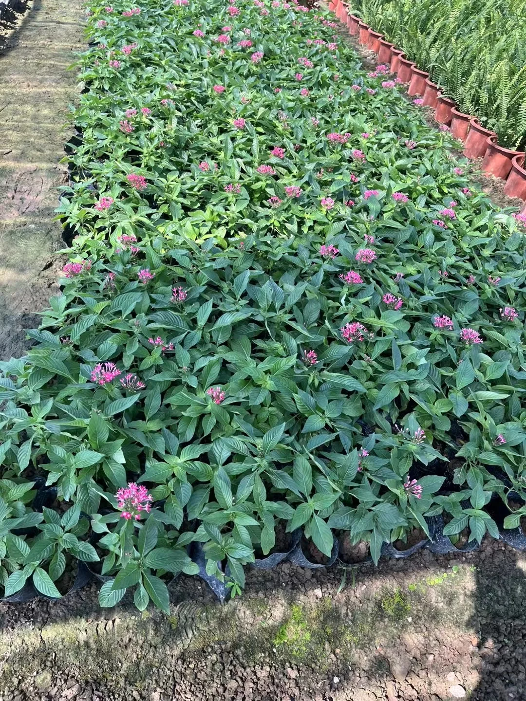 中山自家市政苗木基地，量大价优