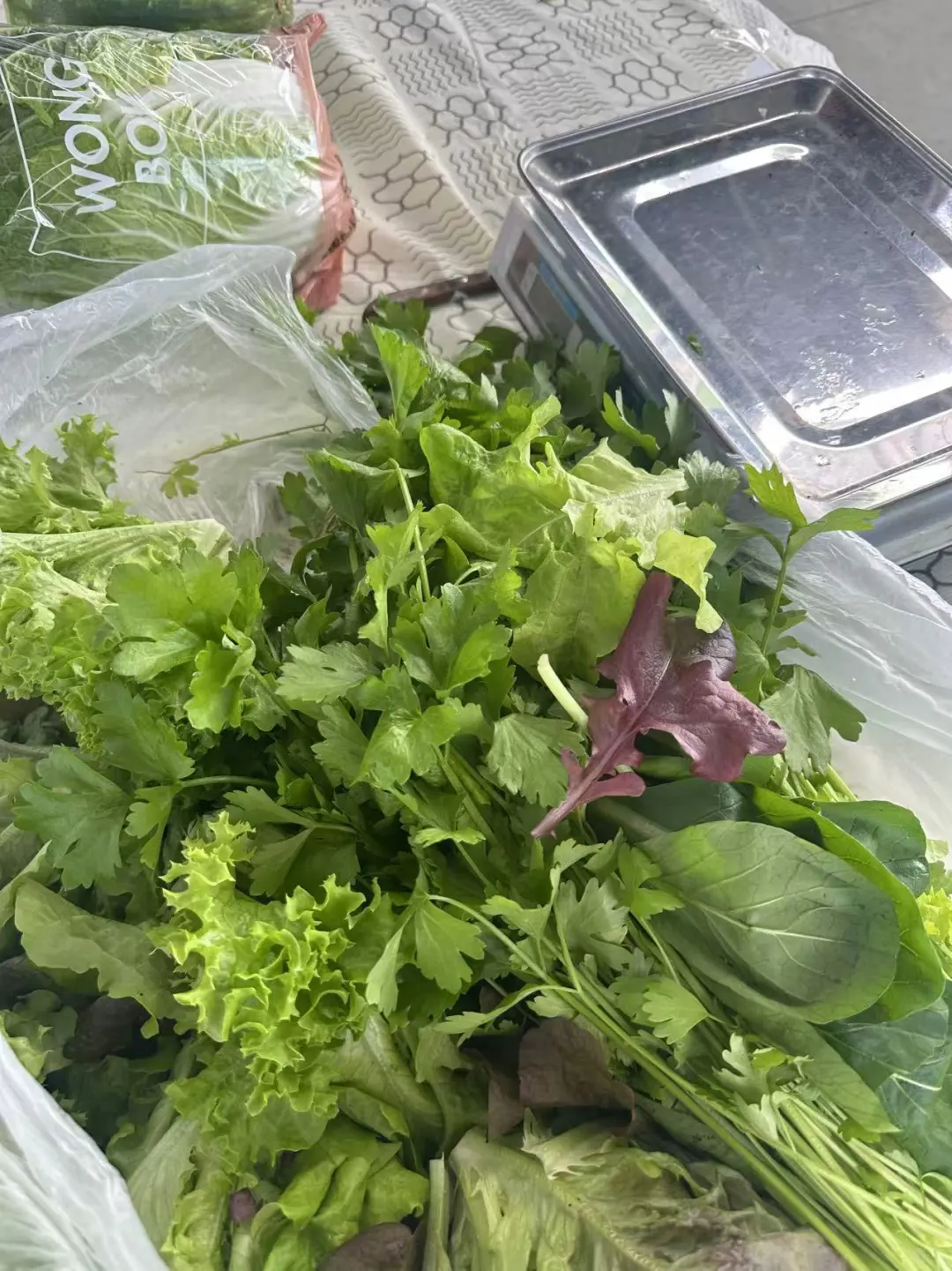 奥克兰周末正确打开方式｜体验蔬菜种植采摘