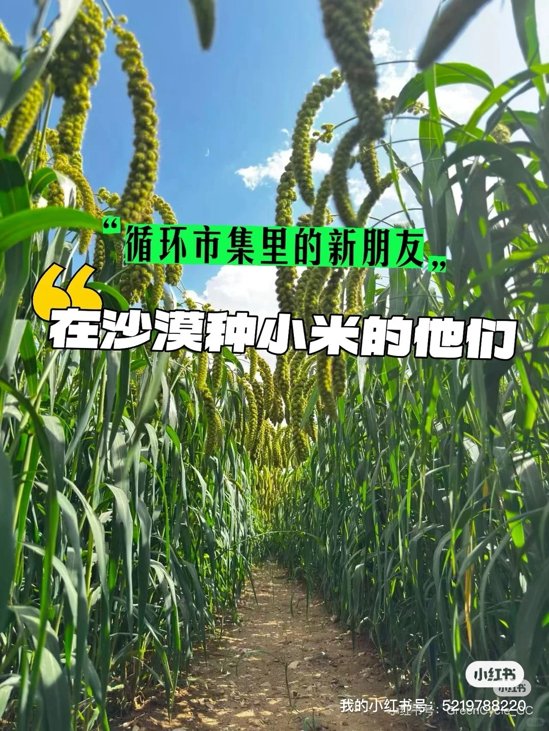 来循环市集吃来自沙漠的小米！