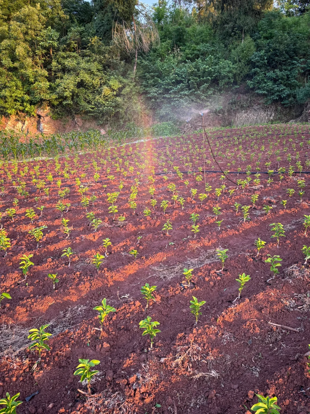 好久没有分享了