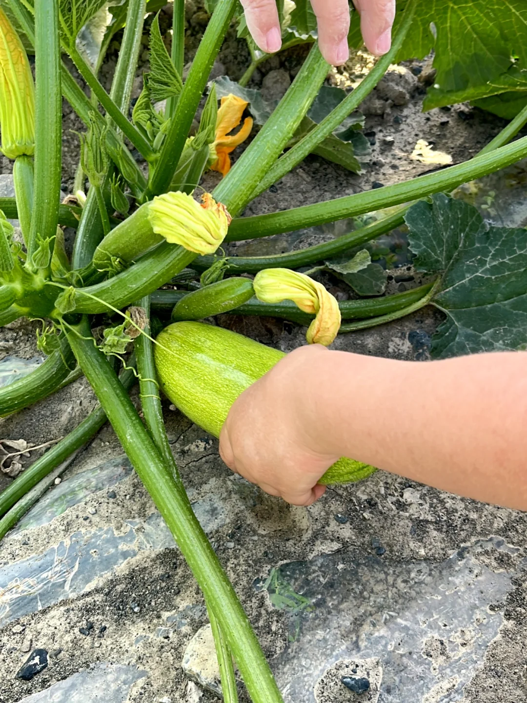 ?自驾30分钟！带娃采摘的好地方又被我发现