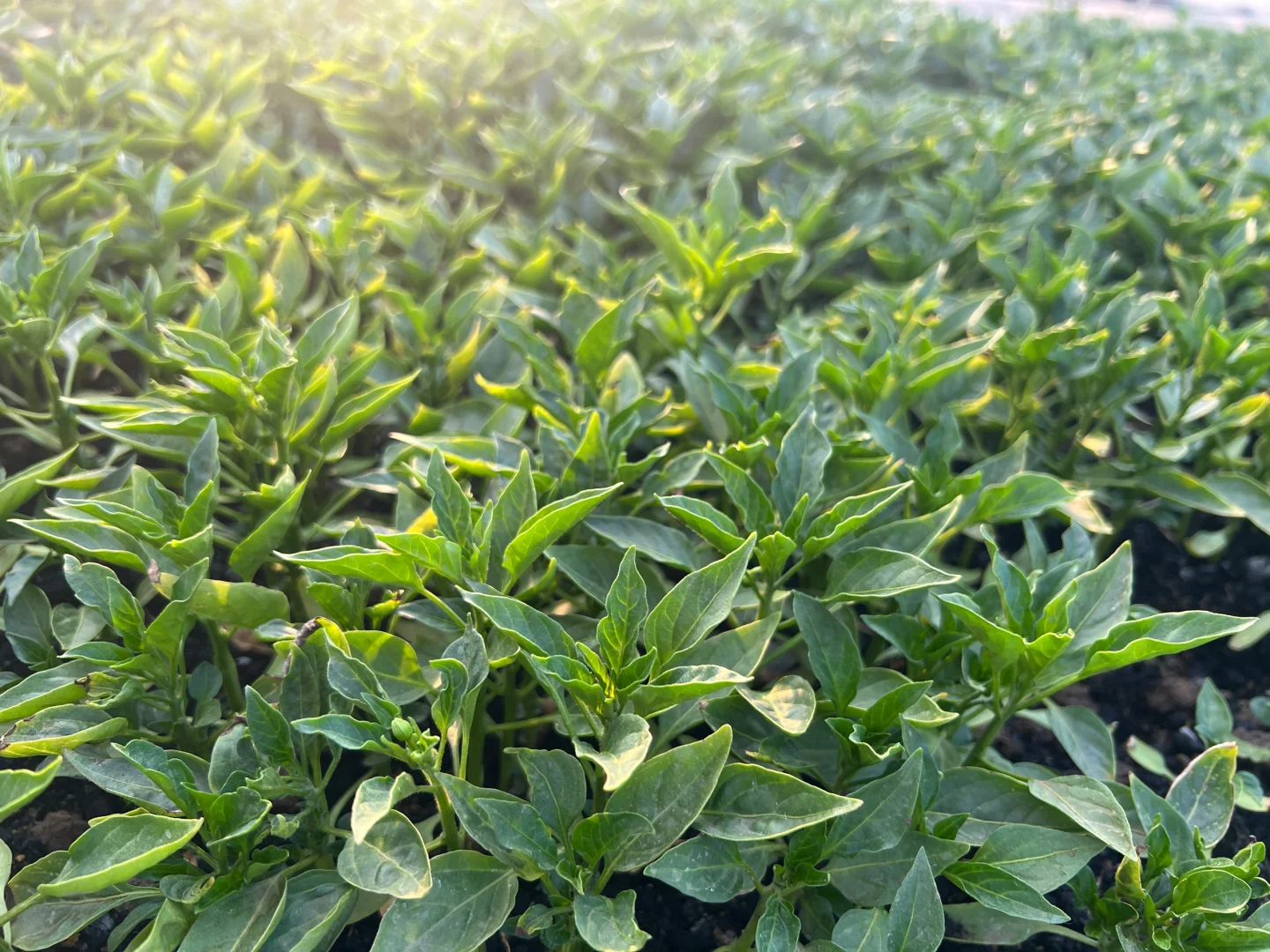 蔬菜大棚里的菜苗