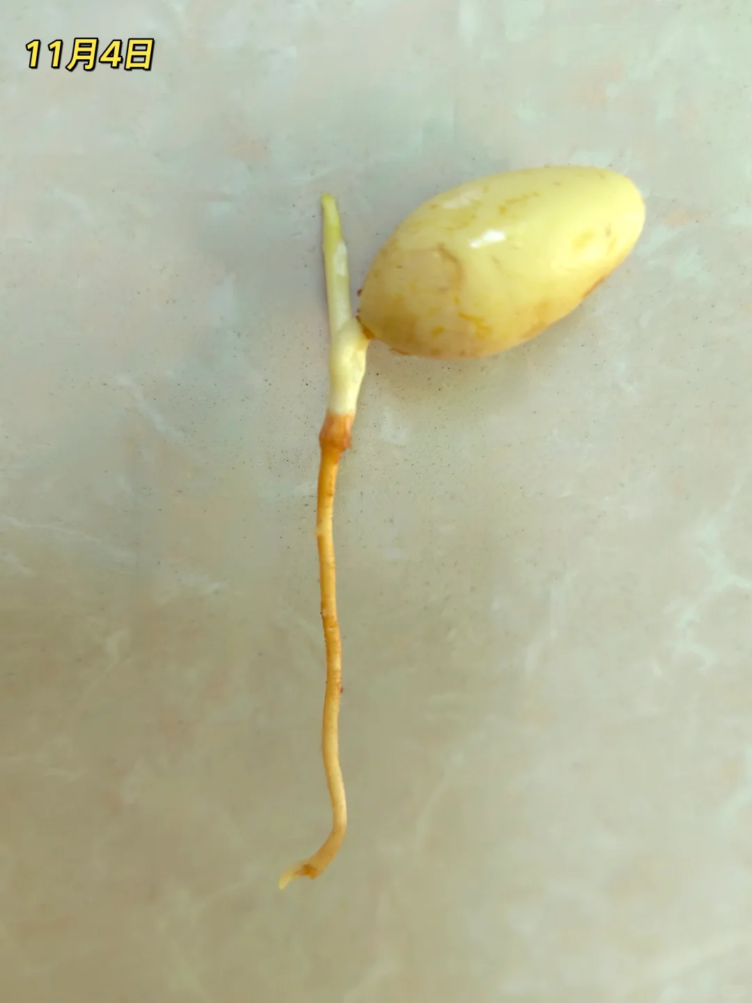 银杏种植教程｜从种子到树苗很简单?