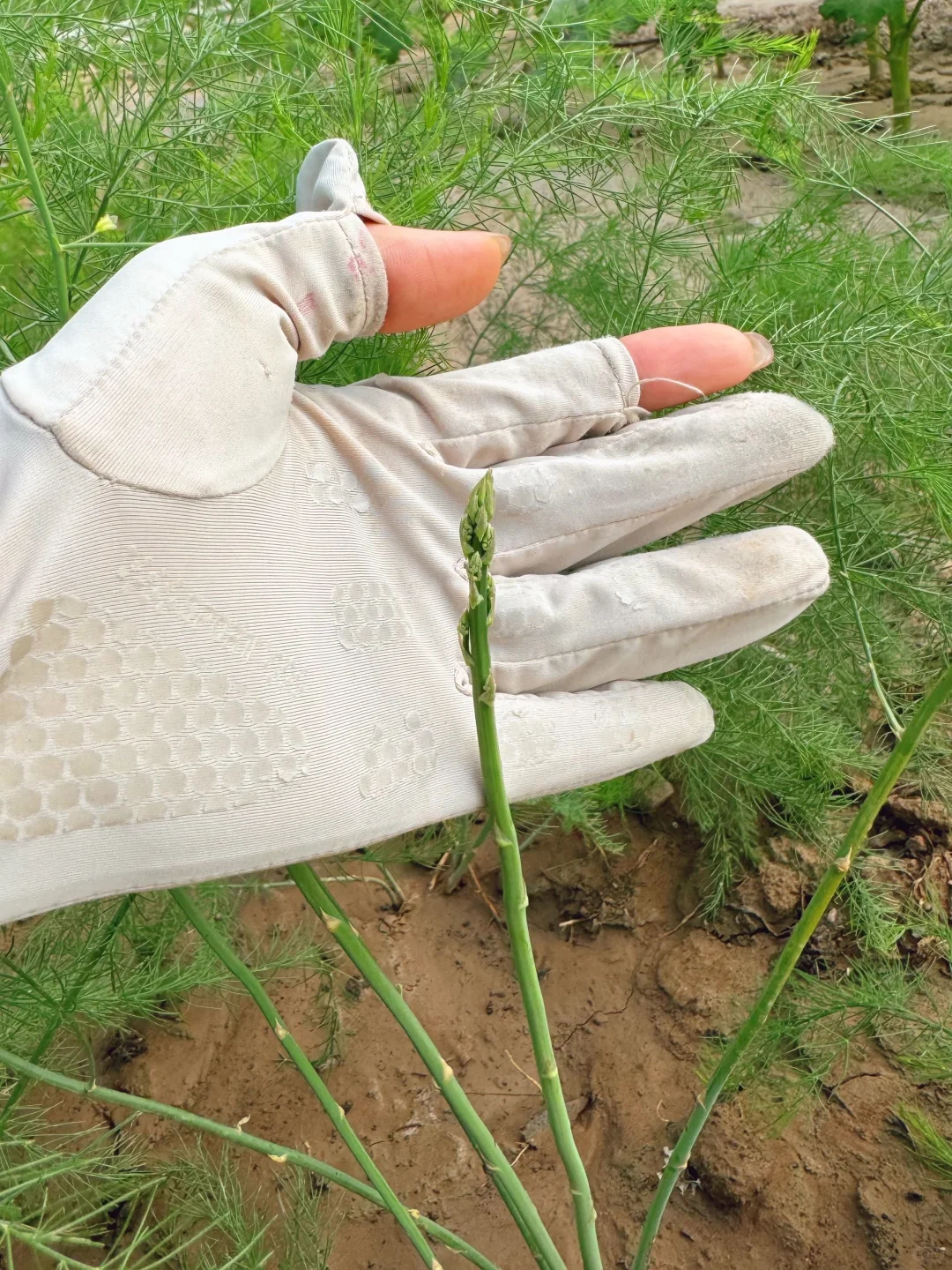 为什么真正有机种植的蔬菜那么贵，值得吃吗