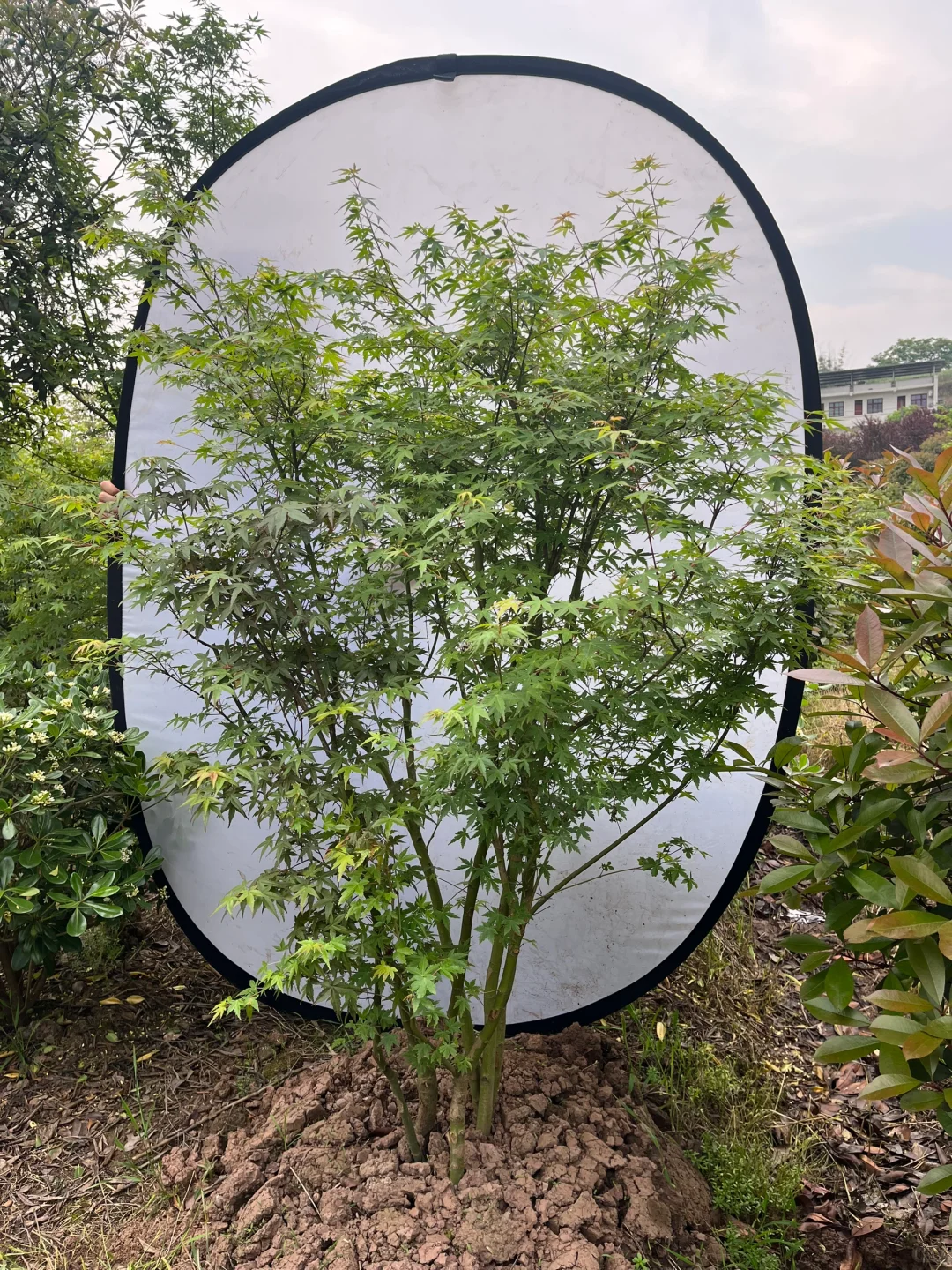 丛生鸡爪槭现状