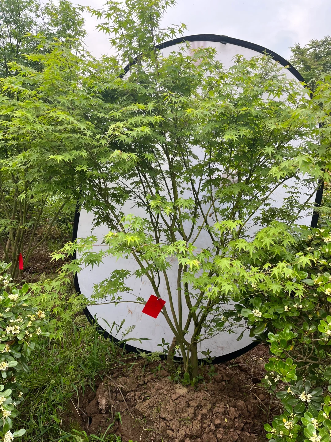 丛生鸡爪槭现状