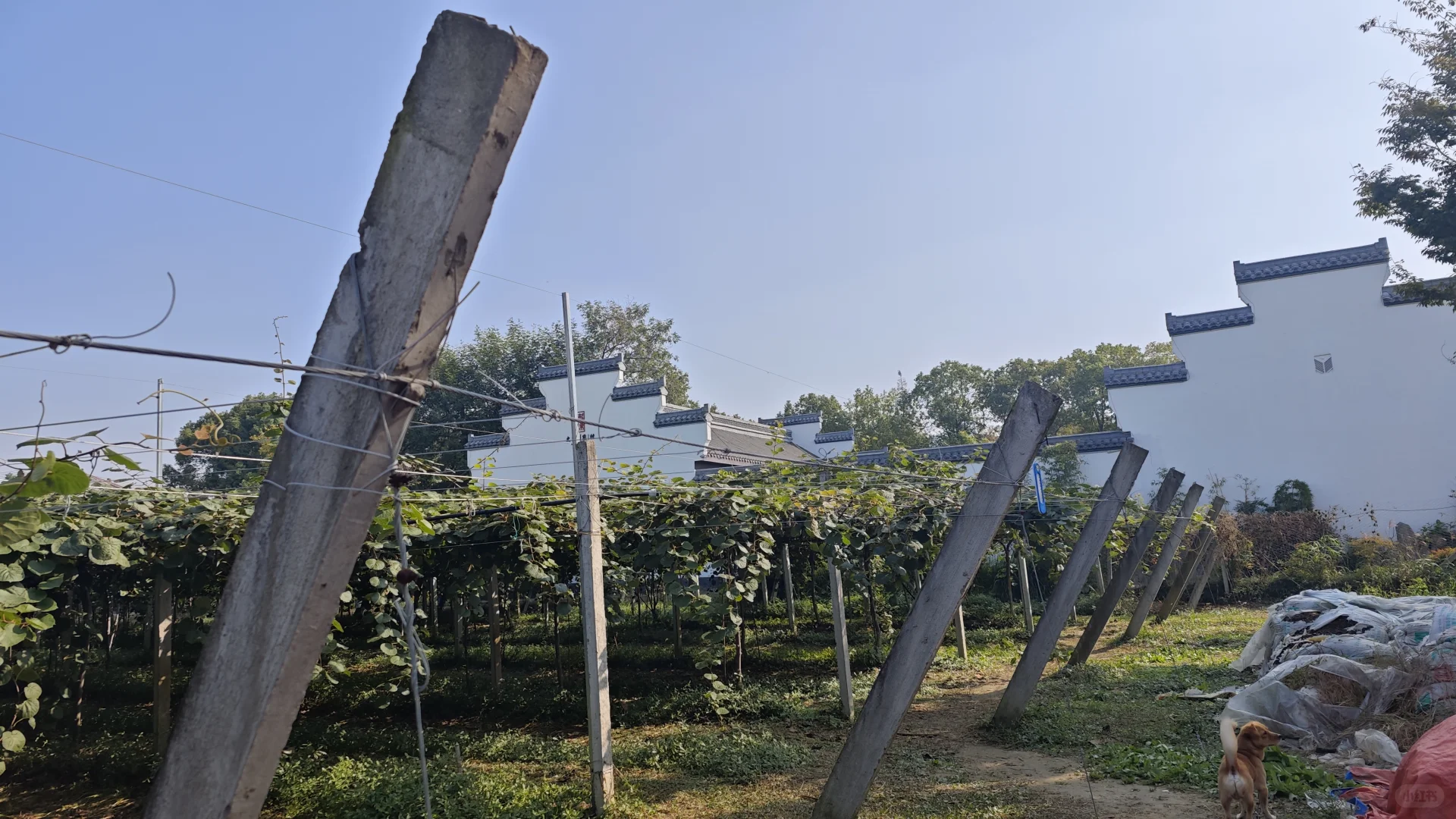 常州新农村猕猴桃采摘