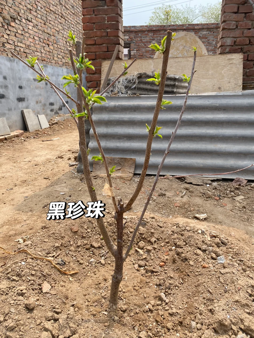 关于两颗樱桃树成长的故事?