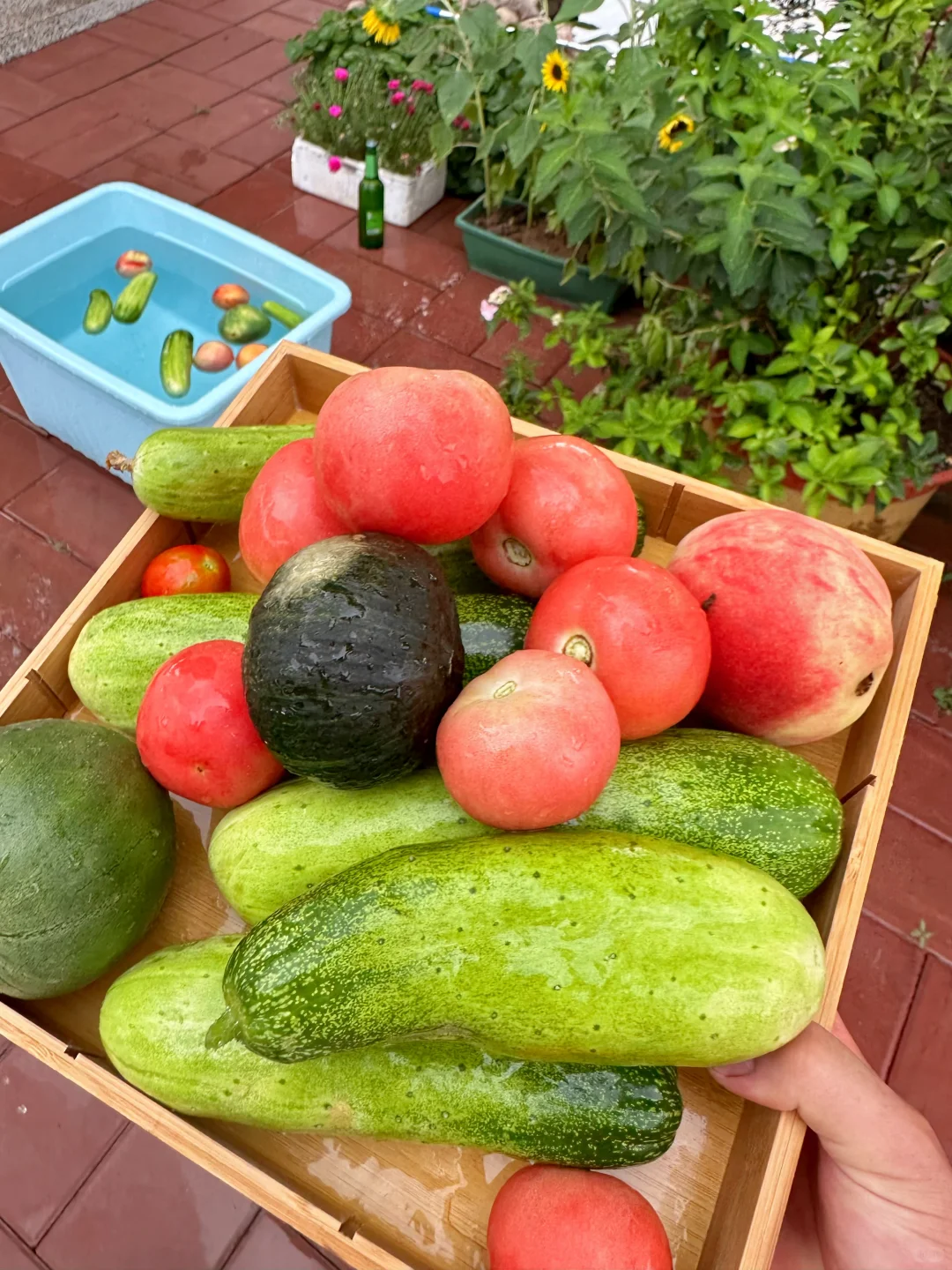 农场生活｜一不小心实现了蔬菜自由！