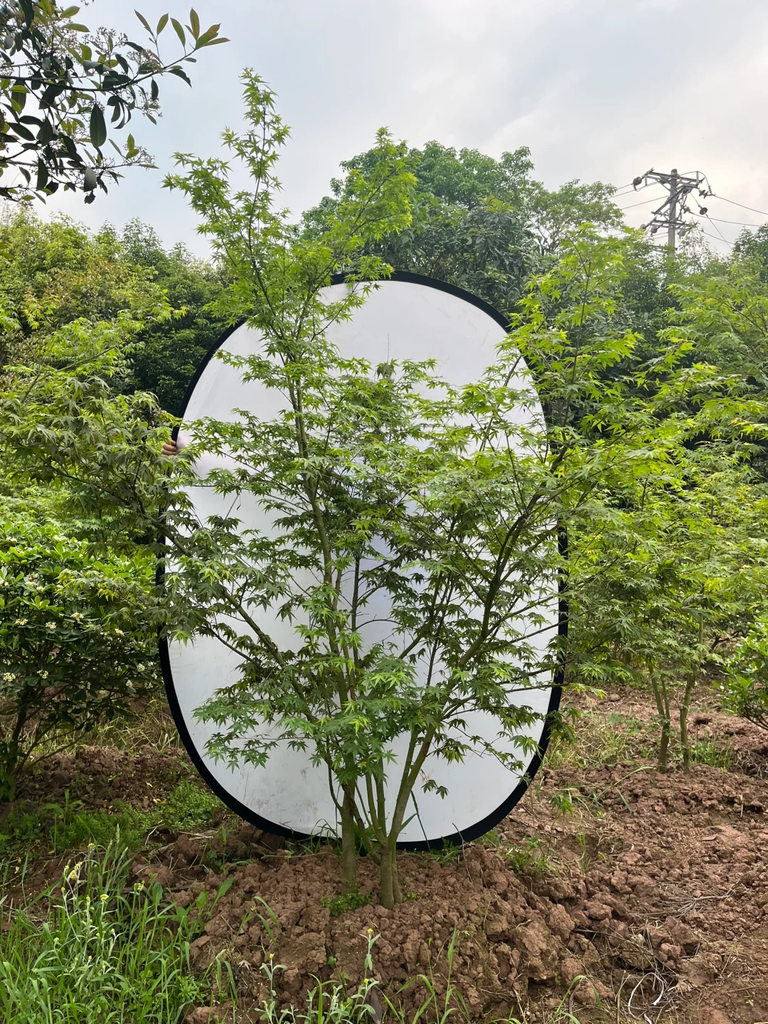 丛生鸡爪槭现状