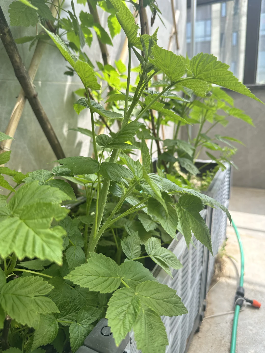 树莓苗免费送粉丝，有人要不？已更新