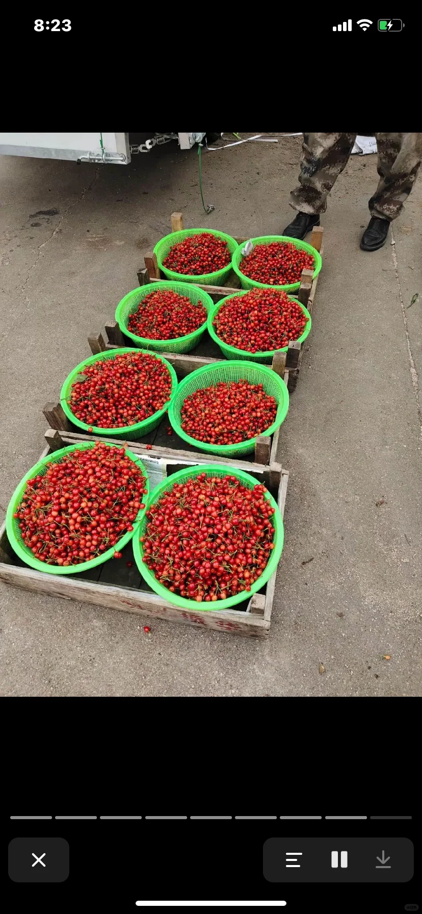 五公分左右的小樱桃树今早挖几棵。