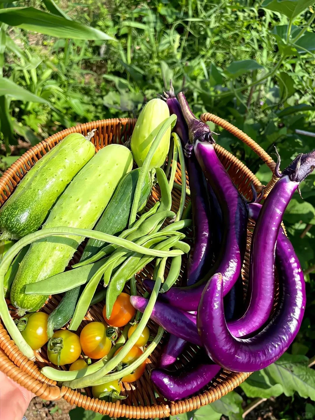 逃离内卷，来当“城市农夫”