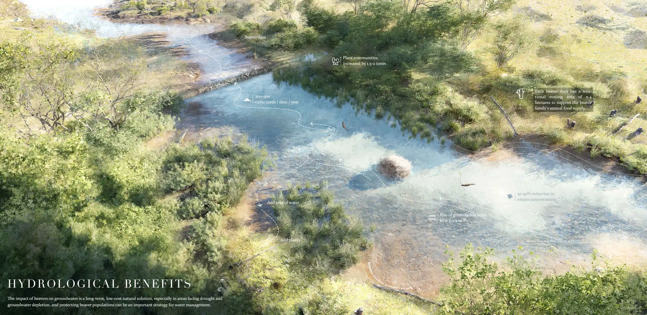 ASLA2025 | 和海狸一起修复地球