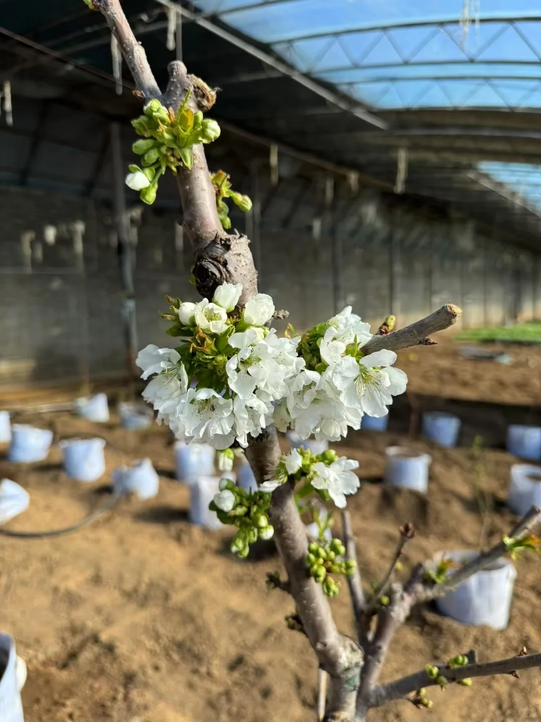 这里是超级大的有机蔬菜大棚?