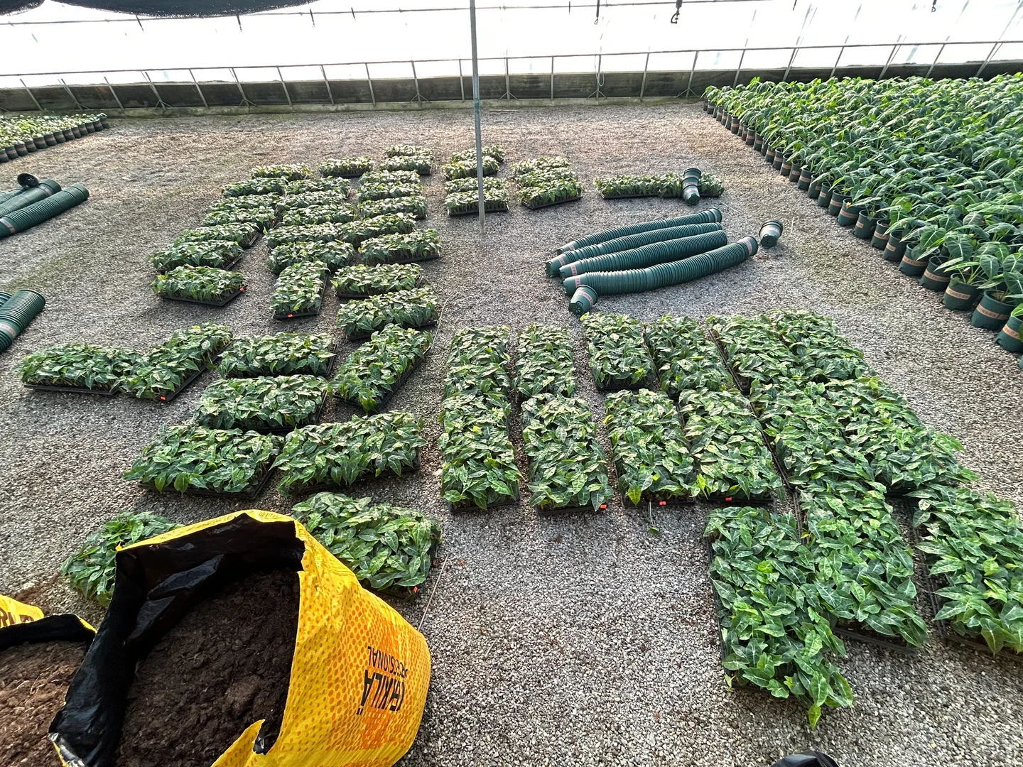 00后拥有一个热值大棚